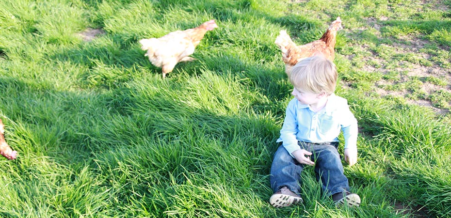 <blockquote><h3>Sohn spielt mit den Hühnern</h3>Freilaufende Hühner fühlen sich wohl und sind recht zahm.</blockquote>