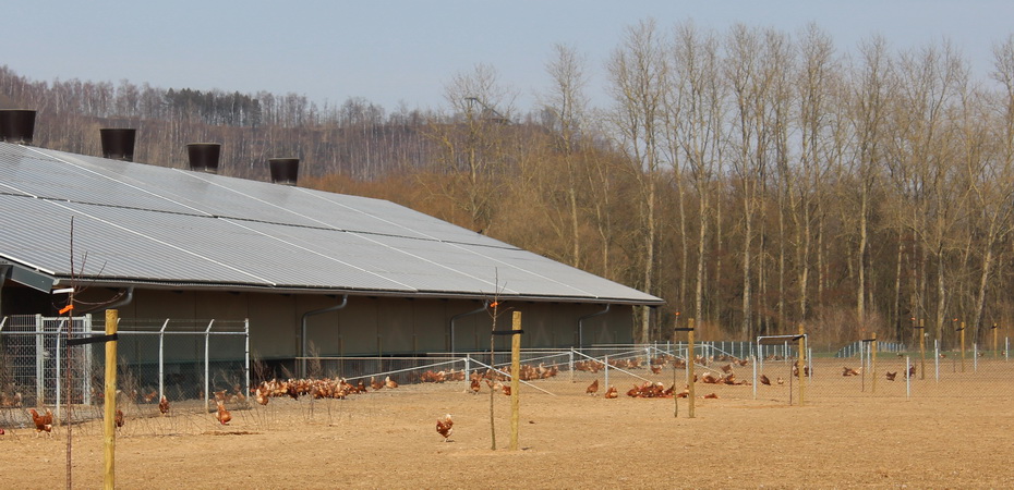 <blockquote><h3>Auslauf Biohof</h3>Unsere Biohühner genießen den ersten Frühlingsauslauf.</blockquote>
